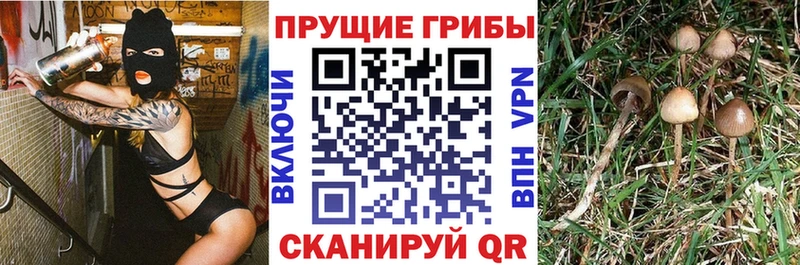 где найти   ОМГ ОМГ рабочий сайт  Псилоцибиновые грибы ЛСД  Дмитровск 