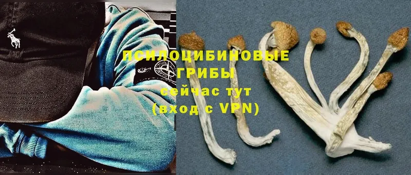 Псилоцибиновые грибы Psilocybe  Дмитровск 